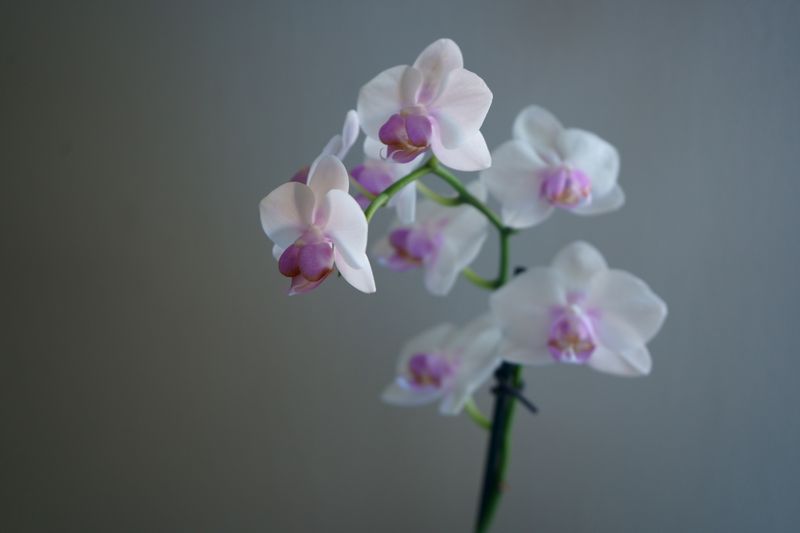 Boutique Interflora — notre atelier floral en France