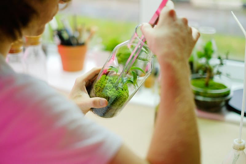 Plante verte succulente terrarium cadeau Interflora
